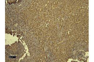 (ABIN184738) (6 μg/mL) staining of paraffin embedded Human Spleen.