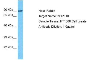 Host: Rabbit Target Name: NBPF10 Sample Type: HT1080 Whole Cell lysates Antibody Dilution: 1. (NBPF10 antibody  (C-Term))