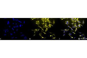 Immunocytochemistry/Immunofluorescence analysis using Mouse Anti-HO-1 Monoclonal Antibody, Clone 1F12-A6 . (HMOX1 antibody  (AA 1-30) (Atto 594))