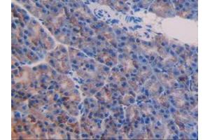 Detection of NUCB2 in Mouse Pancreas Tissue using Polyclonal Antibody to Nucleobindin 2 (NUCB2) (NUCB2 antibody  (AA 25-420))