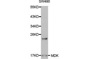Western blot analysis of extracts of SW480 cells, using MDK antibody. (Midkine antibody  (AA 21-143))
