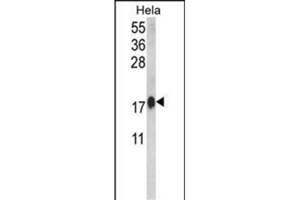 Calmodulin 1 antibody  (C-Term)