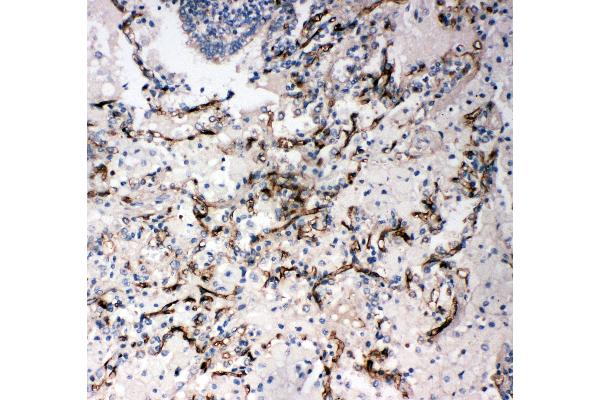CD34 antibody  (C-Term)