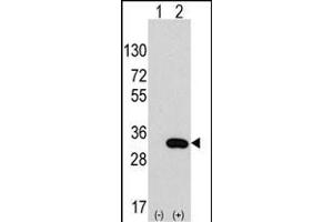 Western blot analysis of CLIC4 (arrow) using rabbit polyclonal CLIC4 Antibody (ABIN391815 and ABIN2841663).