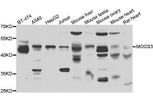 Western blot analysis of extracts of various cell lines, using MOCS3 antibody. (MOCS3 antibody)