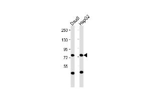 All lanes : Anti-L Antibody (N-Term) at 1:2000 dilution Lane 1: Daudi whole cell lysate Lane 2: HepG2 whole cell lysate Lysates/proteins at 20 μg per lane. (MPL antibody  (AA 133-166))