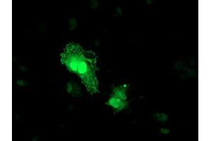 Anti-TOMM34 mouse monoclonal antibody (ABIN2454808) immunofluorescent staining of COS7 cells transiently transfected by pCMV6-ENTRY TOMM34 (RC201083). (TOMM34 antibody)