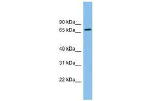 Image no. 1 for anti-Zinc Finger Protein 182 (ZNF182) (C-Term) antibody (ABIN6744885) (ZNF182 antibody  (C-Term))