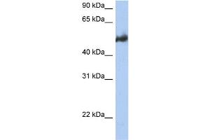 WB Suggested Anti-BAG3 Antibody Titration:  0. (BAG3 antibody  (Middle Region))