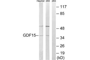 Western blot analysis of extracts from HepG2 cells and 293 cells, using GDF15 antibody. (GDF15 antibody  (Internal Region))