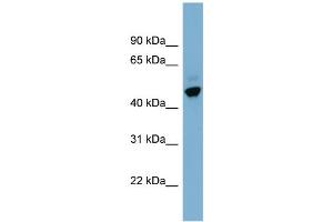 WB Suggested Anti-ONECUT2  Antibody Titration: 0. (ONECUT2 antibody  (Middle Region))