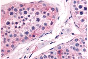 Human Testis (formalin-fixed, paraffin-embedded) stained with PTGES antibody ABIN213597 at 10 ug/ml followed by biotinylated goat anti-rabbit IgG secondary antibody ABIN481713, alkaline phosphatase-streptavidin and chromogen. (Prostaglandin E Synthase antibody  (N-Term))