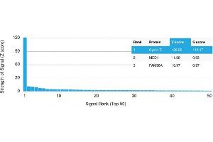 Specificity of ABIN6383795 to Cyclin E1 was tested on a human protein array, showing monospecificity against >19,000 full-length human proteins. (Cyclin E1 antibody  (AA 10-176))