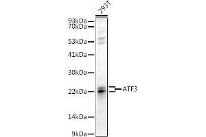 Western blot analysis of extracts of 293T cells, using  antibody (ABIN6127378, ABIN6137233, ABIN6137235 and ABIN6217480) at 1:1000 dilution.