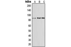 Western blot analysis of CD91 expression in A549 (A), SP2/0 (B), H9C2 (C) whole cell lysates. (LRP1 antibody  (N-Term))