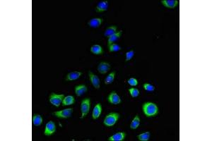 Immunofluorescent analysis of A549 cells using ABIN7163139 at dilution of 1:100 and Alexa Fluor 488-congugated AffiniPure Goat Anti-Rabbit IgG(H+L) (PEMT antibody  (AA 2-49))