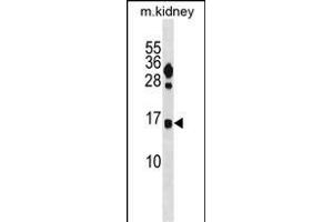 FUNDC2 Antibody (C-term) (ABIN1881354 and ABIN2839012) western blot analysis in mouse kidney tissue lysates (35 μg/lane). (FUNDC2 antibody  (C-Term))