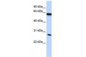 Image no. 1 for anti-Inhibin Binding Protein (INHBP) (C-Term) antibody (ABIN6743125) (IGSF1 antibody  (C-Term))