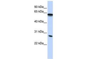 Image no. 1 for anti-Inhibin Binding Protein (INHBP) (C-Term) antibody (ABIN6743125) (IGSF1 antibody  (C-Term))