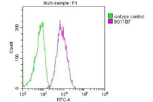 Overlay histogram showing Raji cells stained with ABIN7147133 (red line) at 1:100. (CD19 antibody  (AA 20-291))