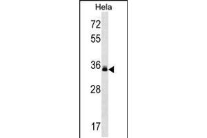 Western blot analysis in Hela cell line lysates (35ug/lane). (LMAN2 antibody  (C-Term))