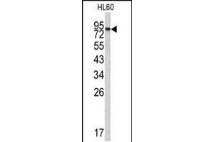 Western blot analysis of CPXM2 antibody in HL60 cell line lysates (35ug/lane) (CPXM2 antibody  (N-Term))