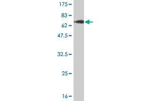 Western Blot detection against Immunogen (64. (TCEA3 antibody  (AA 1-348))