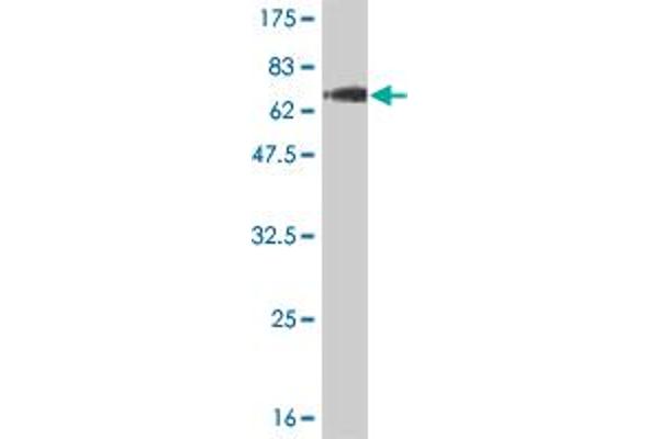 TCEA3 antibody  (AA 1-348)