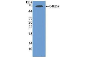 Western blot analysis of recombinant Mouse Tie2. (TEK antibody  (AA 44-341))