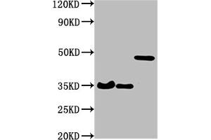 Western Blot Positive WB detected in: 3 different overexpression lysates with HA tagged All lanes: HA-Tag antibody at 1:1000 Secondary Goat polyclonal to Mouse IgG at 1/10000 dilution Predicted band size: 35, 35, 48 kDa Observed band size: 35, 35, 48 kDa