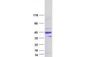 Validation with Western Blot (LIM Domain Binding 3 Protein Protein (Transcript Variant 3) (Myc-DYKDDDDK Tag))