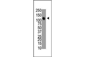 The anti-MTMR4 Pab (ABIN390777 and ABIN2841033) is used in Western blot to detect MTMR4 in mouse heart cell lysate. (MTMR4 antibody  (C-Term))