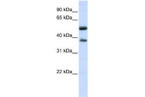 WB Suggested Anti-LRRC24 Antibody Titration:  0. (LRRC24 antibody  (N-Term))