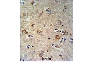 SETD6 Antibody (C-term) (ABIN651041 and ABIN2840045) IHC analysis in formalin fixed and paraffin embedded brain tissue followed by peroxidase conjugation of the secondary antibody and DAB staining. (SETD6 antibody  (C-Term))