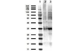 Western Blot results of Sheep anti-Thymidylate Synthase Antibody.