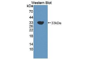 Figure. (CNN2 antibody  (AA 1-269))