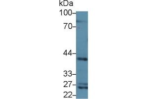 Western blot analysis of Rat Serum, using Rat CD1d Antibody (3 µg/ml) and HRP-conjugated Goat Anti-Rabbit antibody (