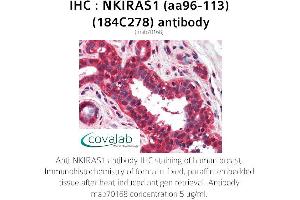 Image no. 1 for anti-NFKB Inhibitor Interacting Ras-Like 1 (NKIRAS1) (AA 96-113) antibody (ABIN5693643)