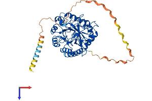 AlphaFold protein structure predicition of Human Recombinant MANEAL Protein, UniprotID Q5VSG8 (MANEAL Protein (AA 1-457) (His tag))
