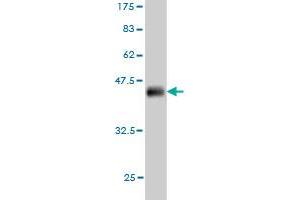 Western Blot detection against Immunogen (36. (FLT4 antibody  (AA 34-133))