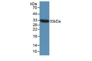 Western blot analysis of recombinant Human ST14. (APLP2 antibody  (AA 607-852))