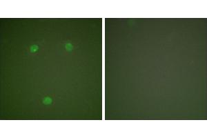 Peptide - +Immunofluorescence analysis of COS7 cells, using GADD153 antibody (#C0202). (DDIT3 antibody)