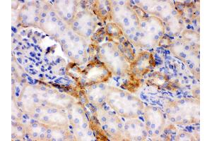 Immunohistochemistry (Paraffin-embedded Sections) (IHC (p)) image for anti-Flotillin 2 (FLOT2) (AA 169-344) antibody (ABIN3042393) (Flotillin 2 antibody  (AA 169-344))