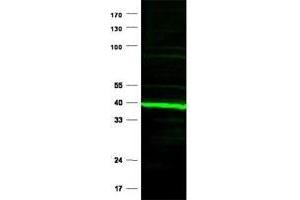 Immunoblotting of Ppard polyclonal antibody  is shown to detect a predominant band at ~ 43 kDa corresponding to Ppard present in mouse heart tissue lysates. (PPARD antibody  (N-Term))