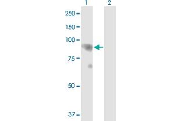 L3MBTL1 antibody  (AA 1-772)