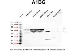 WB Suggested Anti-A1BG Antibody Titration: 5 ug/mlPositive Control: human liver, human serum, human plasma (A1BG antibody  (N-Term))