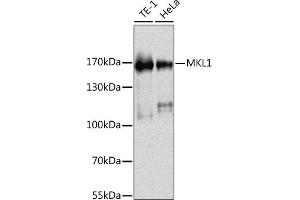 Western blot analysis of extracts of various cell lines, using MKL1 antibody (ABIN6132378, ABIN6143853, ABIN6143856 and ABIN6216288) at 1:1000 dilution. (MKL1 antibody  (AA 1-280))