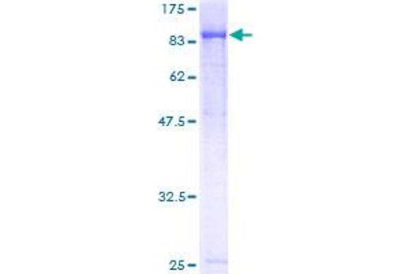 TBL3 Protein (AA 1-808) (GST tag)