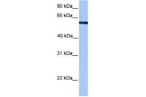 MLLT3 antibody used at 0. (AF9 antibody  (N-Term))