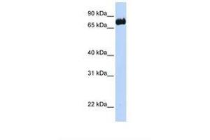 Image no. 1 for anti-Leucine-Rich Repeats and Calponin Homology (CH) Domain Containing 4 (LRCH4) (AA 38-87) antibody (ABIN6738151)